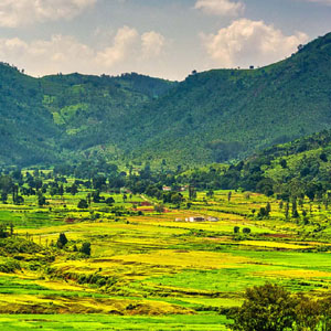 Best Travels Wedding Transport - Premium Guest Service